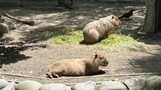 Thumbnail of post image 066